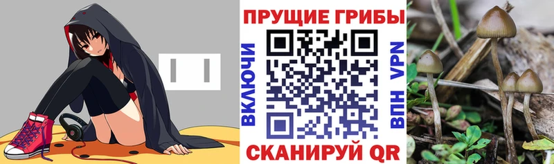 Псилоцибиновые грибы GOLDEN TEACHER  Сургут 